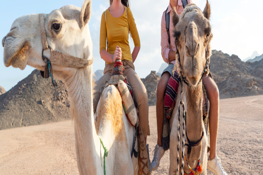Pharaonic Honeymoon